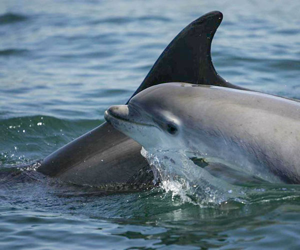 Dolphin Watching