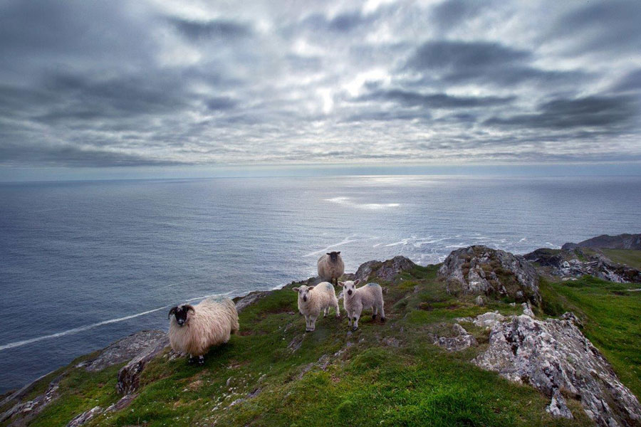 Sheeps Head Drive